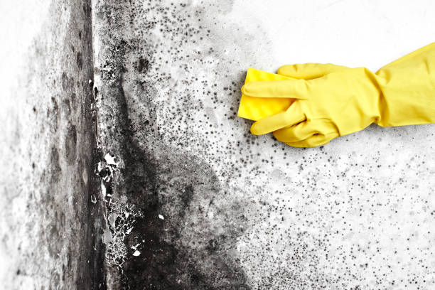 Trusted Monroeville, OH Mold Removal Experts