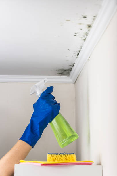 Best Commercial Mold Removal  in Monroeville, OH